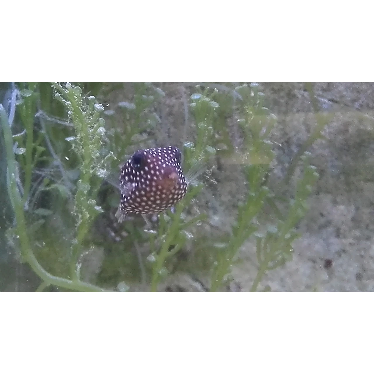 Hvid Plettet kuffertfisk (Ostracion Meleagris)